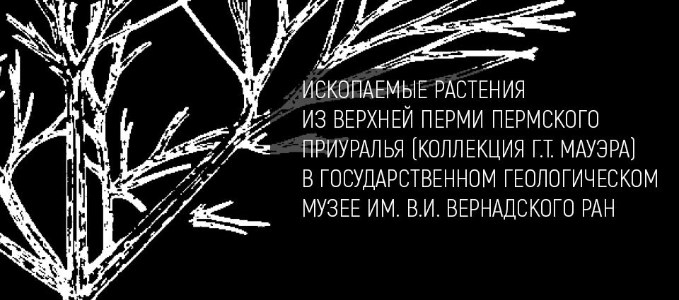 Ископаемые растения из верхней перми Пермского Приуралья (коллекция Г.Т. Мауэра) в Государственном геологическом музее им. В.И. Вернадского РАН