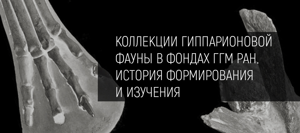 Коллекции гиппарионовой фауны в фондах ГГМ РАН. История формирования и изучения 