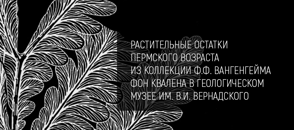 Баннер Растительные остатки пермского возраста из коллекции Ф.Ф. Вангенгейма фон Квалена в Геологическом музее им. В.И. Вернадского