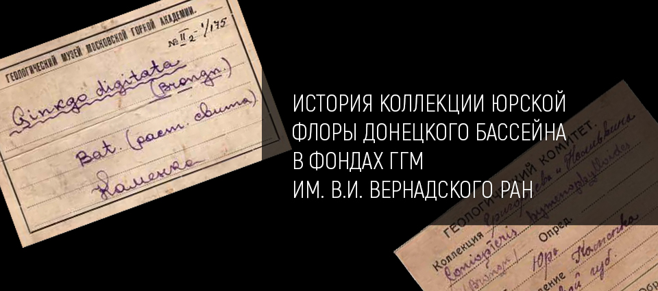 История коллекции юрской флоры Донецкого бассейна в фондах ГГМ им. В.И. Вернадского РАН