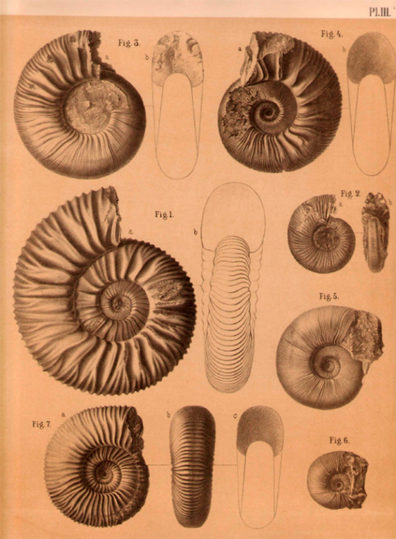 Таблицы с изображениями аммонитов из работы Н.П. Вишнякова Аммониты, изображенные в этой работе,хранятся в фондах музея. 