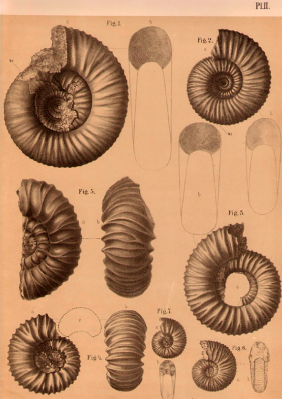 Таблицы с изображениями аммонитов из работы Н.П. ВишняковаАммониты, изображенные в этой работе,хранятся в фондах музея. 